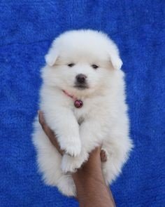 Buy Male Pomeranian Puppy from  India